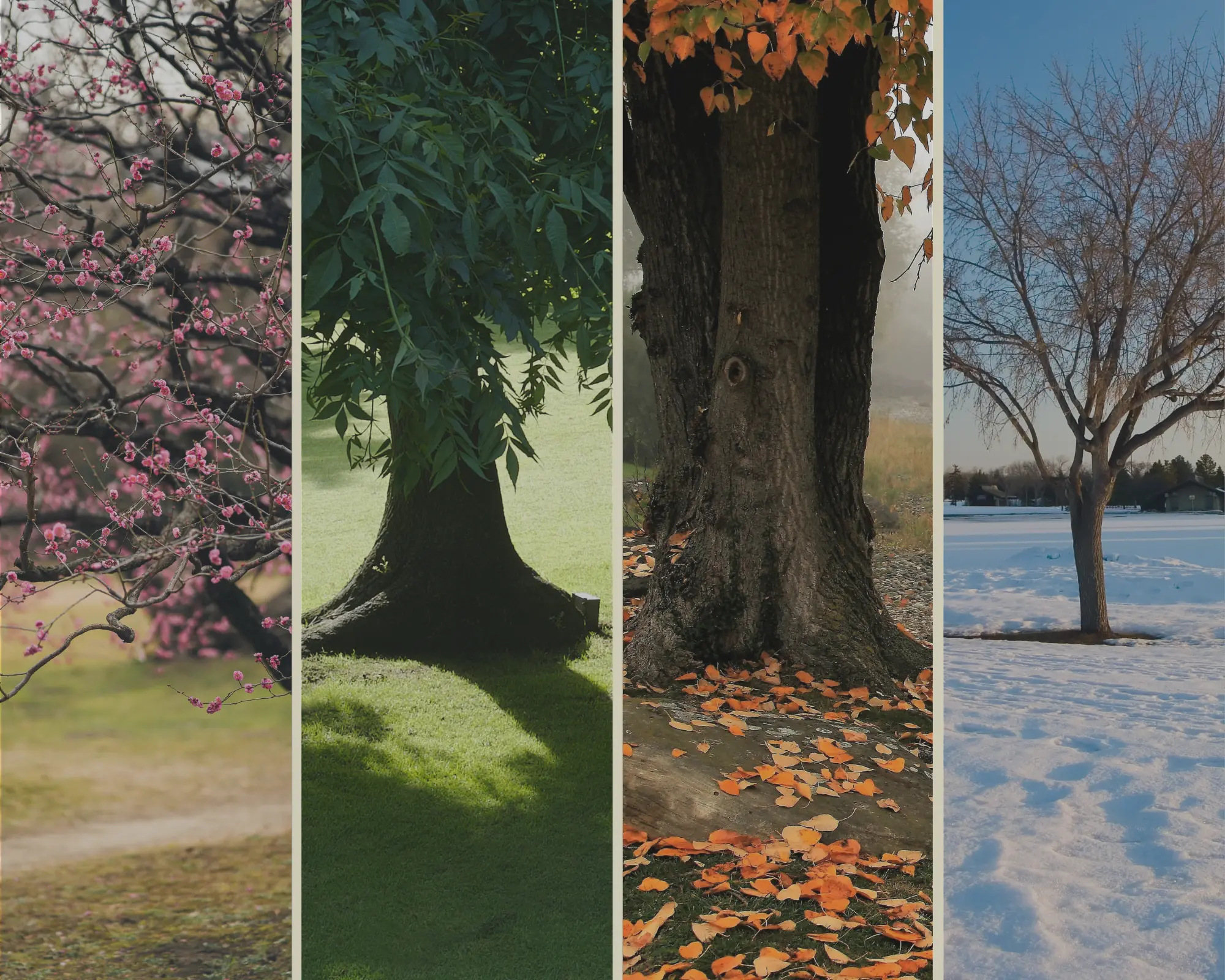 Cover Image for El ser humano y su relación con la naturaleza y sus ciclos